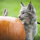 Illustration for article titled Canada Lynx Cub Celebrates Autumn by Nomming Pumpkins